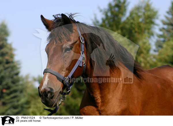 28 jhriges Pferd / 28 years old horse / PM-01524