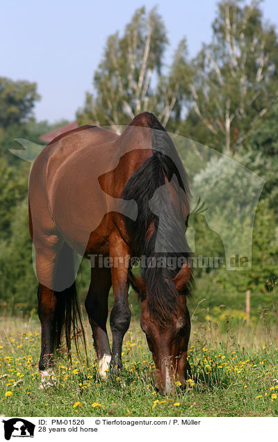 28 years old horse / PM-01526
