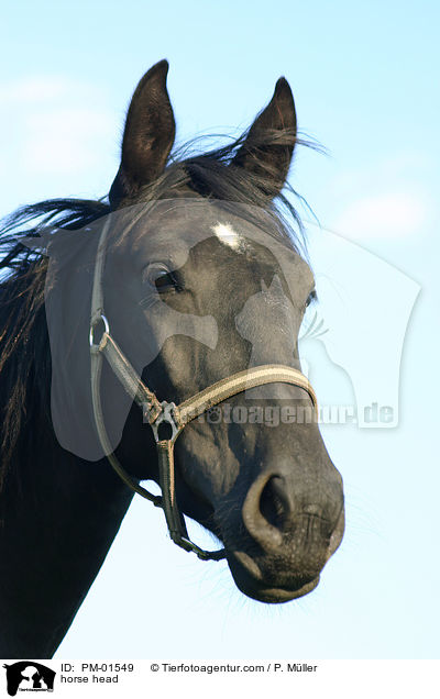 Pferdeportrait / horse head / PM-01549