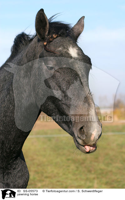 ghnendes Pferd / yawning horse / SS-05573