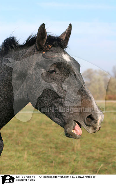 ghnendes Pferd / yawning horse / SS-05574