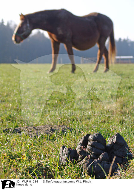 Pferdeapfel / horse dung / WJP-01234