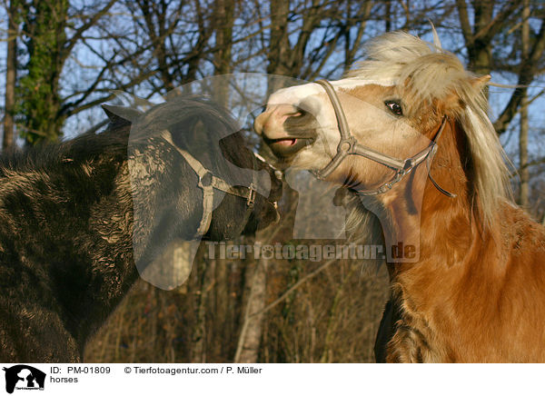 zckelnde Pferde / horses / PM-01809