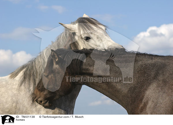 horses / TM-01138