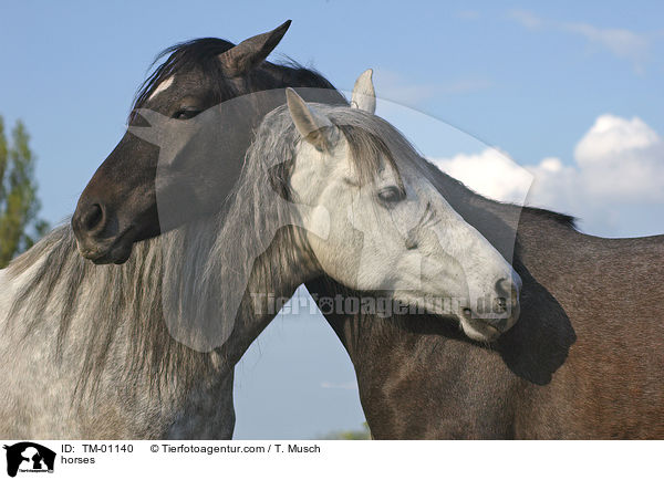 Pferde beim putzen / horses / TM-01140