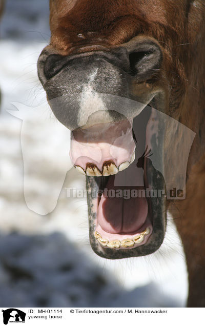 ghnendes Pferd / yawning horse / MH-01114