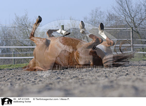 sich wlzendes Pferd / wallowing horse / AP-01305