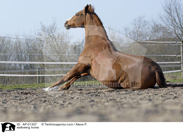 sich wlzendes Pferd / wallowing horse / AP-01307