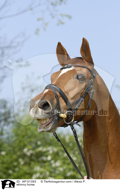 wiherndes Pferd / whinny horse / AP-01393