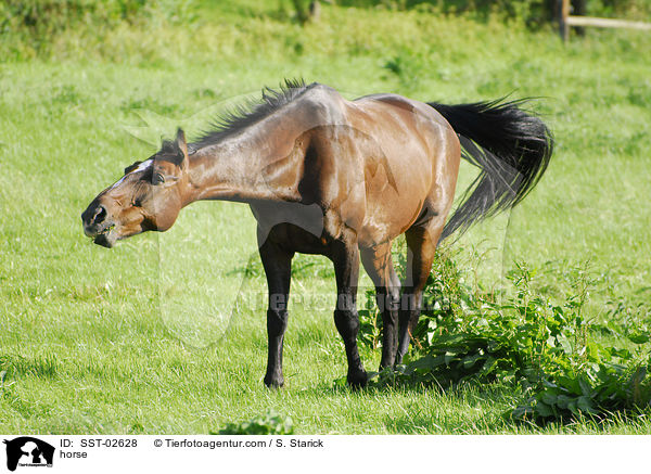 Pferd / horse / SST-02628
