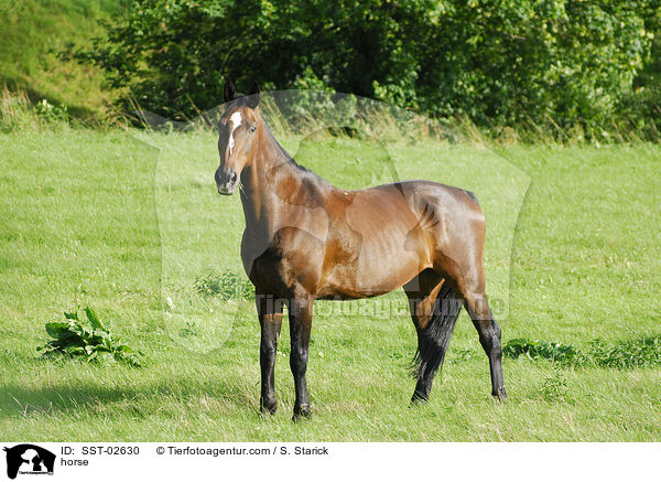 Pferd / horse / SST-02630