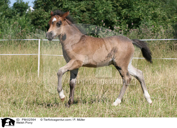 Welsh Pony / Welsh Pony / PM-02564