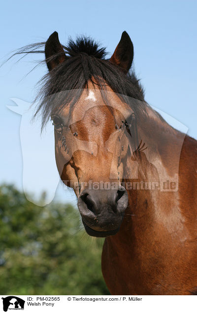 Welsh Pony / Welsh Pony / PM-02565