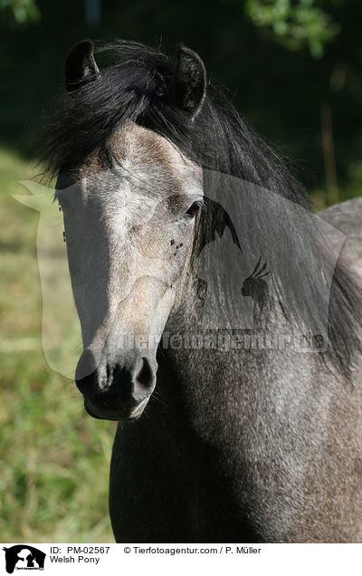 Welsh Pony / Welsh Pony / PM-02567