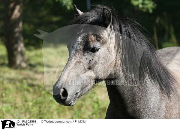 Welsh Pony / PM-02568