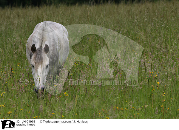 grasendes Pferd / grazing horse / JH-01963
