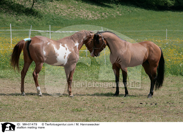 Hengst und Stute beim Deckakt / stallion mating mare / MH-01479
