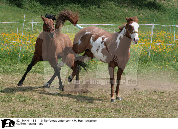 Hengst und Stute beim Deckakt / stallion mating mare / MH-01481