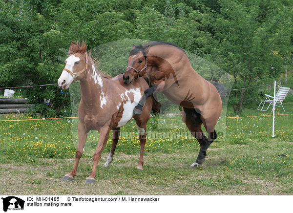 Hengst und Stute beim Deckakt / stallion mating mare / MH-01485