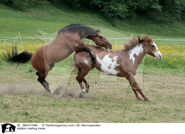 Hengst und Stute beim Deckakt / stallion mating mare / MH-01488