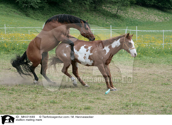 Hengst und Stute beim Deckakt / stallion mating mare / MH-01489