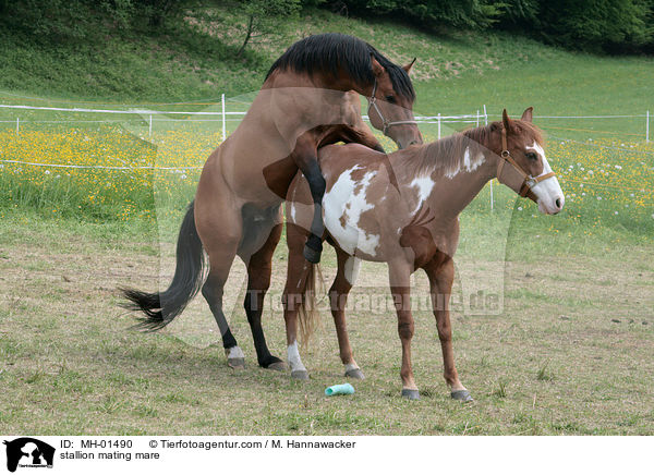 Hengst und Stute beim Deckakt / stallion mating mare / MH-01490