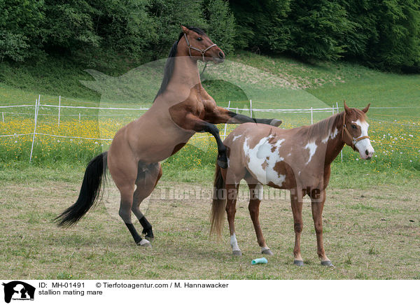Hengst und Stute beim Deckakt / stallion mating mare / MH-01491