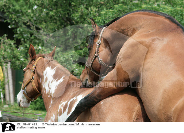 Hengst und Stute beim Deckakt / stallion mating mare / MH-01492