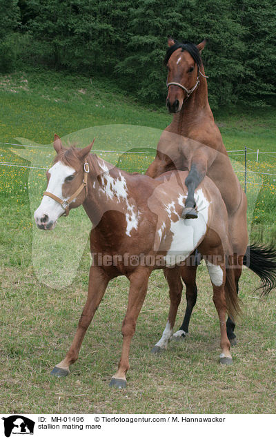 Hengst und Stute beim Deckakt / stallion mating mare / MH-01496