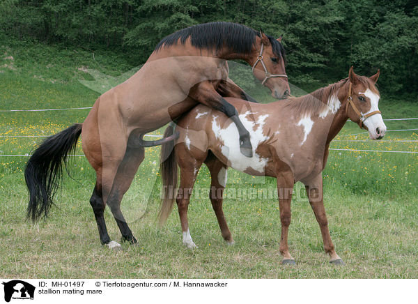 Hengst und Stute beim Deckakt / stallion mating mare / MH-01497