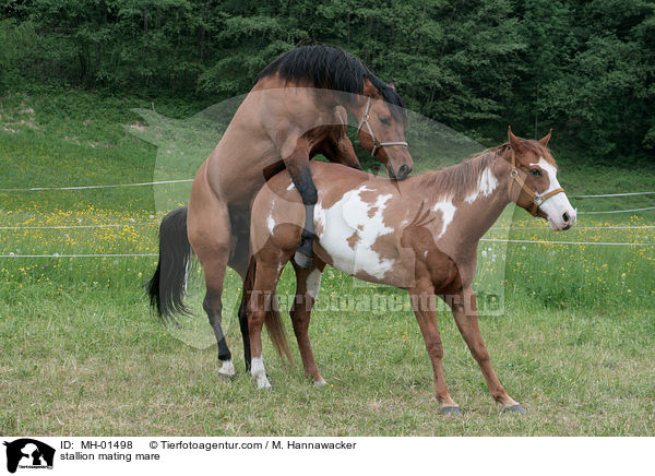 Hengst und Stute beim Deckakt / stallion mating mare / MH-01498