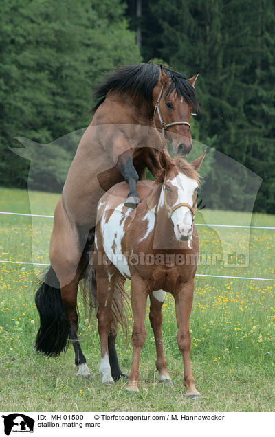 Hengst und Stute beim Deckakt / stallion mating mare / MH-01500