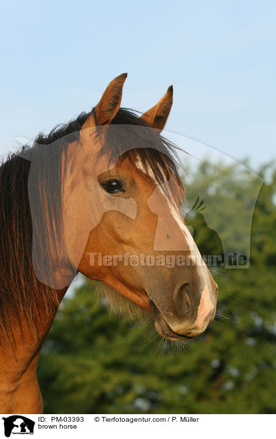 Brauner / brown horse / PM-03393