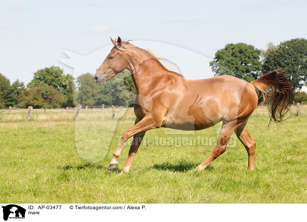 Fuchsstute / mare / AP-03477