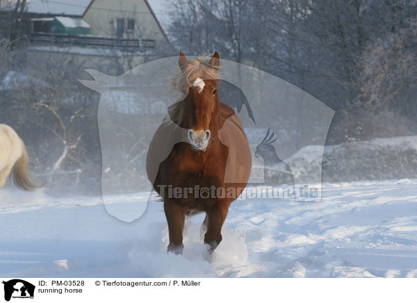 trabendes Pferd / running horse / PM-03528