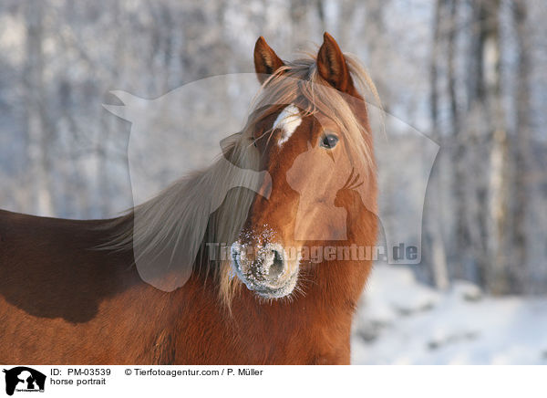 Pferdeportrait / horse portrait / PM-03539