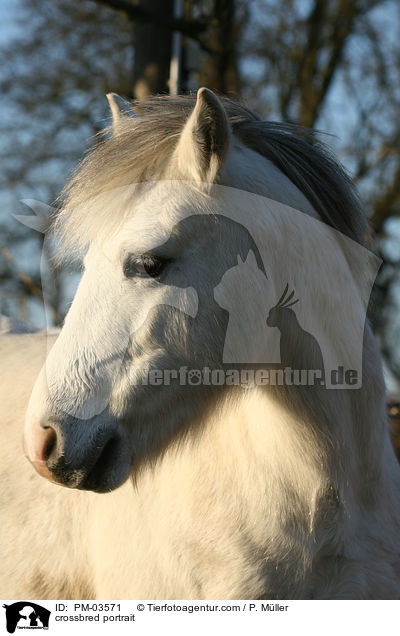 Shetty-Lewitzer-Mix Portrait / crossbred portrait / PM-03571