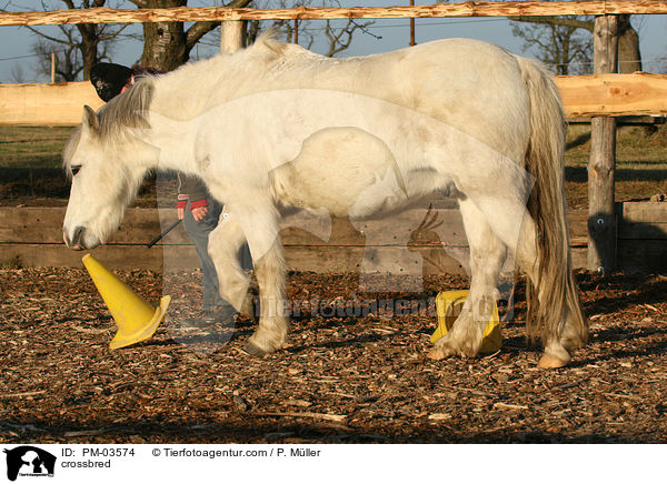 Shetty-Lewitzer-Mix / crossbred / PM-03574