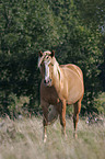 standing horse