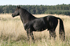 Morgan Horse