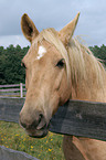 horse portrait