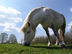 grazing horse