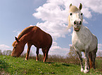 grazing horses