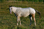 horse on meadow