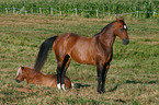 horses on meadow