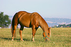 grazing horse