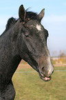 yawning horse