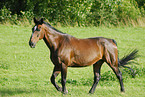 horse