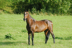 horse