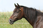 arabian horse